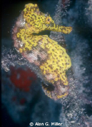 Seahorse, shot on Kodachrome in a Nikonos RS with 50 mm m... by Alan G. Miller 